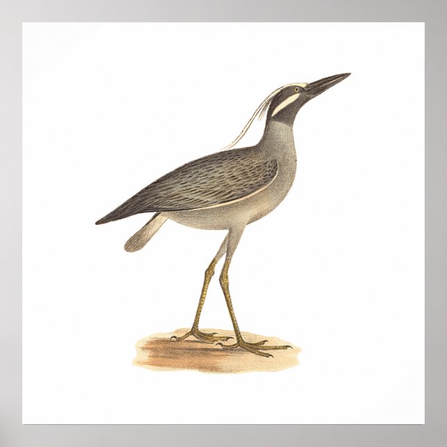 Poster Le héron de nuit à couronne jaune (Ardea violacea) (Devant)