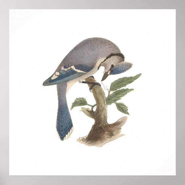 Poster Le Jay bleu (Garrulus cristatus) (Devant)