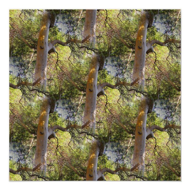 Poster Le Jour des Arbres... (Devant)