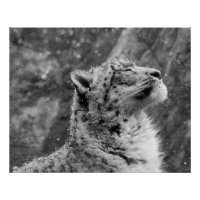 Le léopard des neiges pacifique