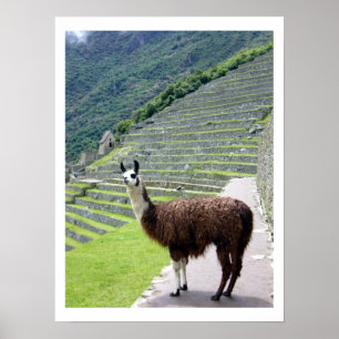 Poster le llama regarde la frontière