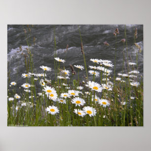 Poster Le long du ruisseau