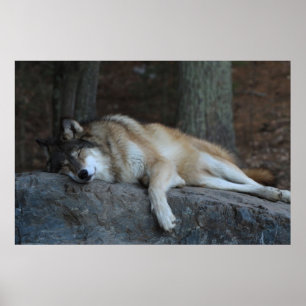 Poster Le loup de sommeil