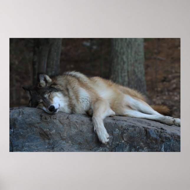 Poster Le loup endormi (Devant)