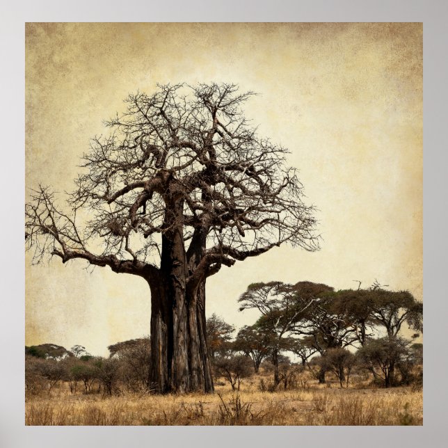 POSTER LE MAJESTIQUE BAOBAB TREE D'AFRIQUE (Devant)
