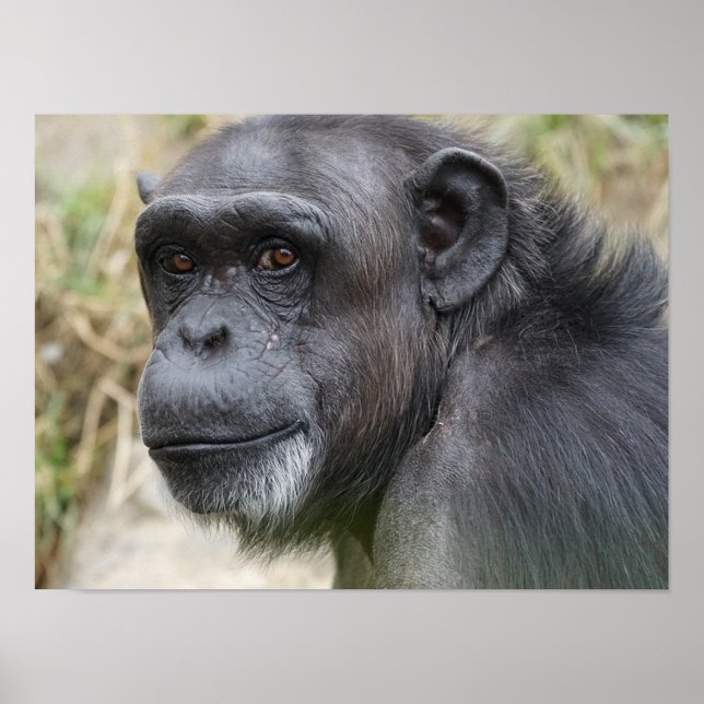 Poster Le mignon Orangutan en vedette sur l'affiche de la (Devant)