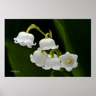 Poster Le muguet