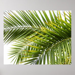 Poster Le palmier laisse la photo tropicale de nature