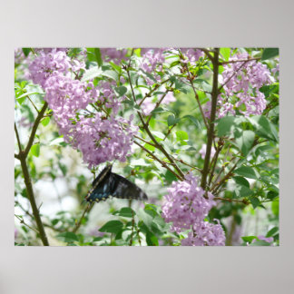 Poster Le papillon Swallowtail et Lilac Bush