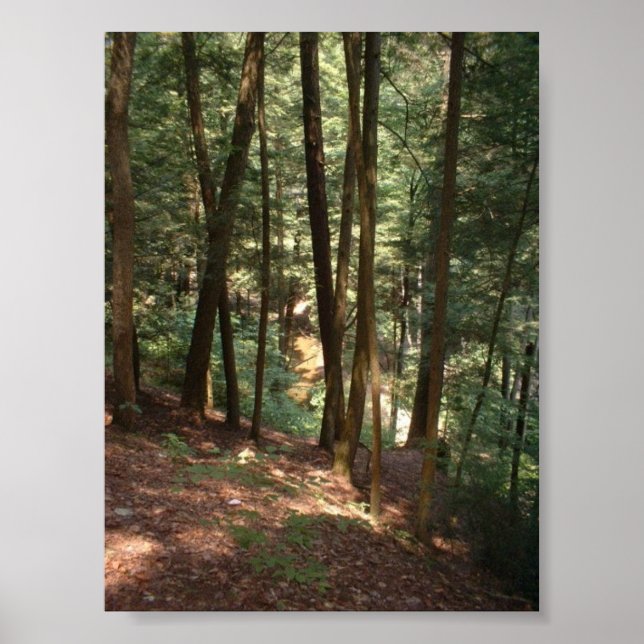 Poster Le paradis boisé (Devant)