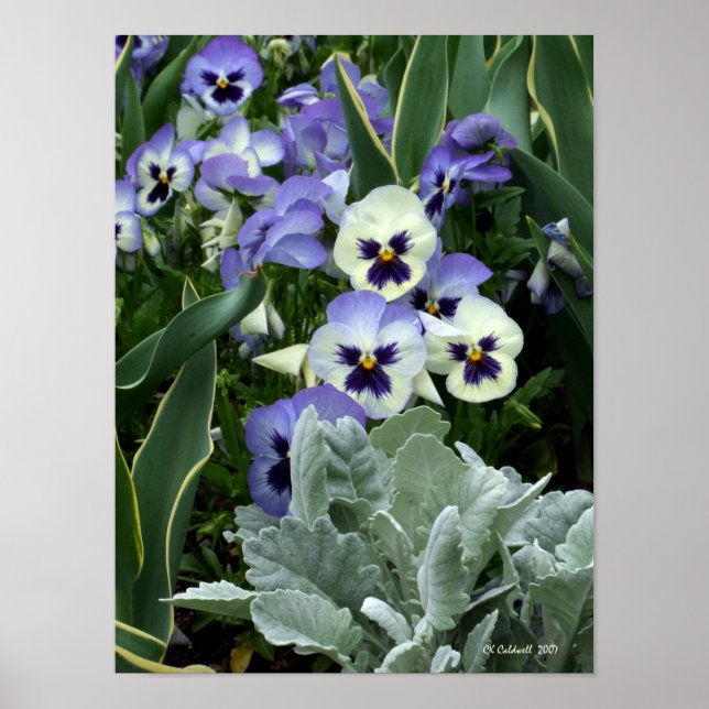 Poster Le parfait sansy (Devant)