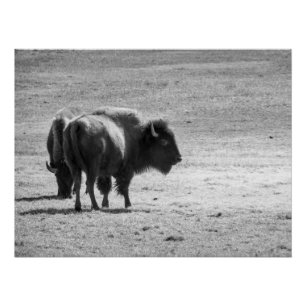 Poster Le puissant buffle