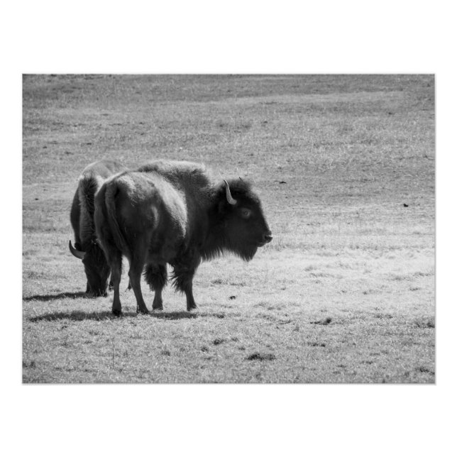 Poster Le puissant buffle  (Devant)