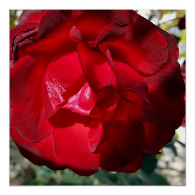 Poster Le rouge de l'automne (Devant)