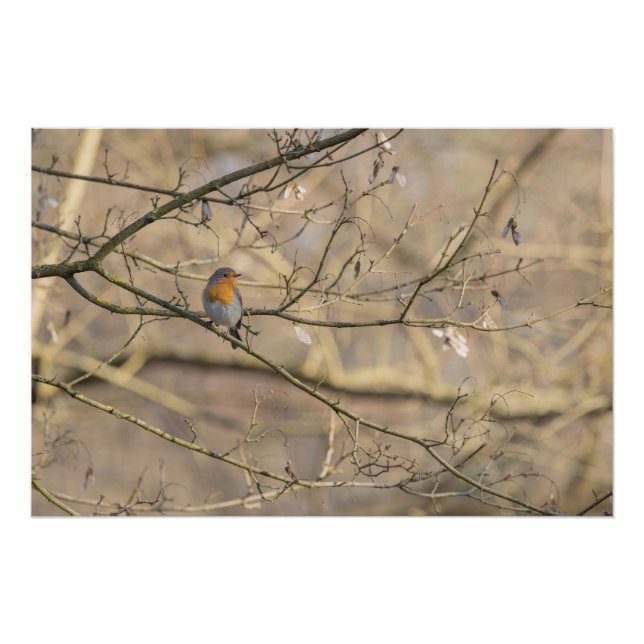Poster le rouge-gorge, lumière dorée (Devant)