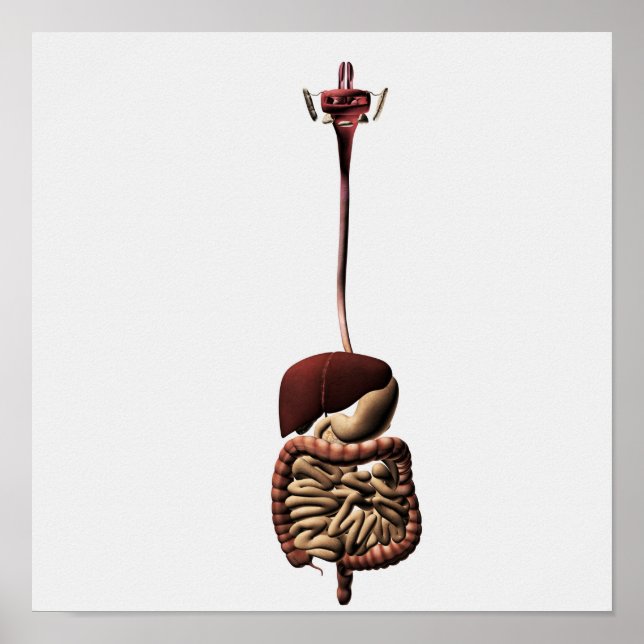 Poster Le système digestif humain 4 (Devant)