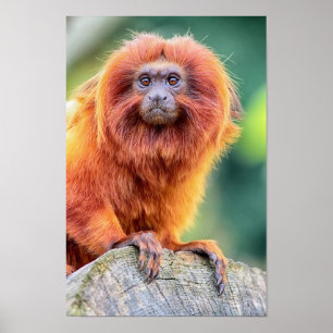 Poster Le Tamarin d'or de lion était perché sur la fin de