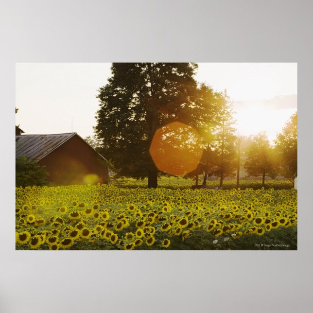 Poster Le Terrain De Tournesol Au Coucher Du Soleil Avec  (Devant)