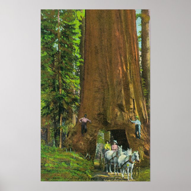 Poster Le transport de chevaux sous un séquoia géant (Devant)