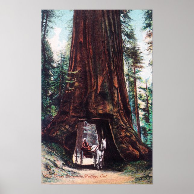 Poster Le transport sous un séquoia géant (Devant)