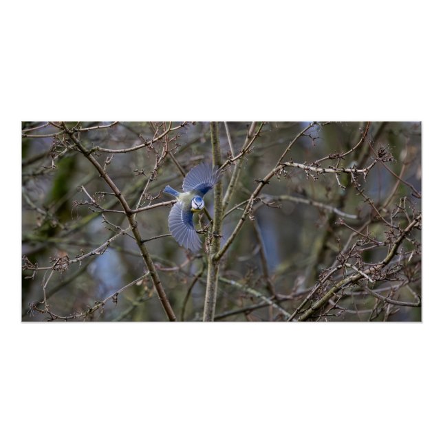 Poster Le vol de la mésange bleue  (Devant)