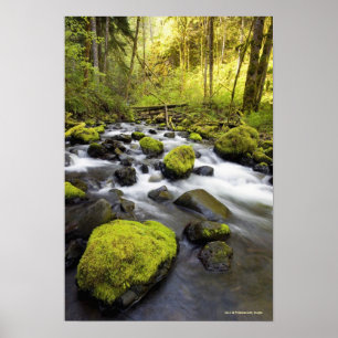 Poster L'eau coulant par la mousse a couvert des roches