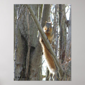 Poster - L'écureuil dans l'arbre