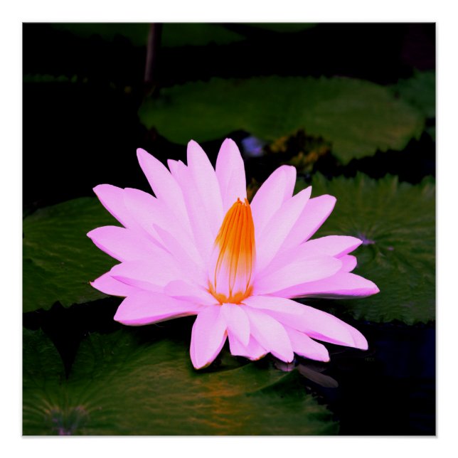 Poster L'effet Monet... (Devant)