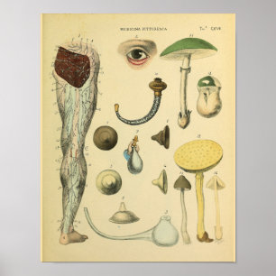 Poster Leg Nerves Anatomie Médicale Vintage Imprimer