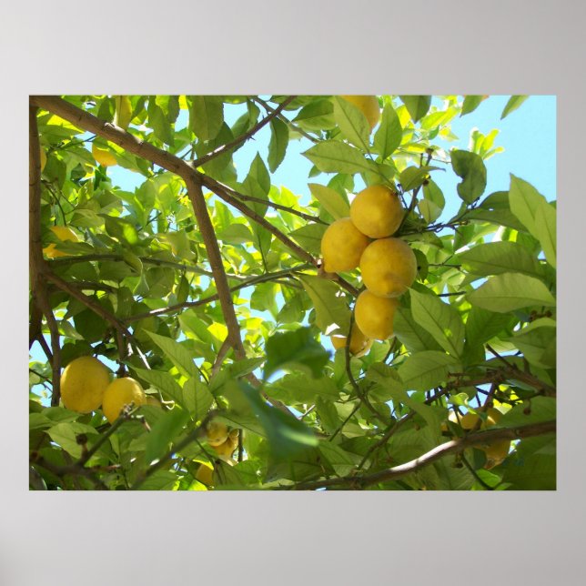 POSTER LEMON TREE (Devant)