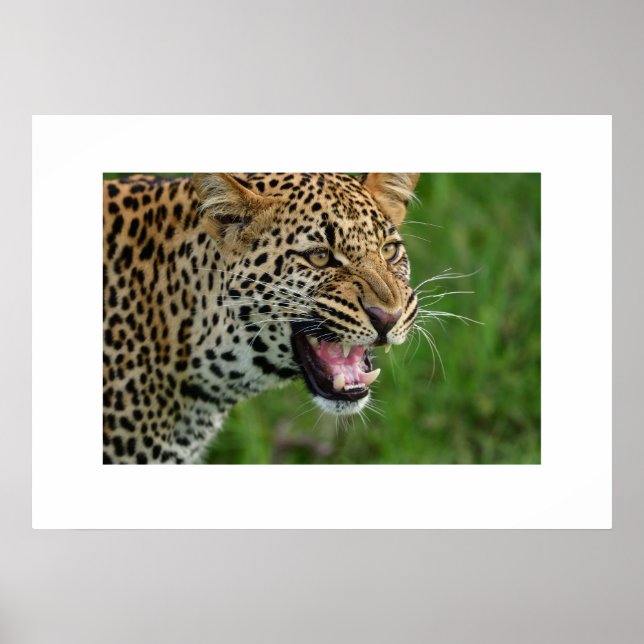 Poster Leopard (Devant)