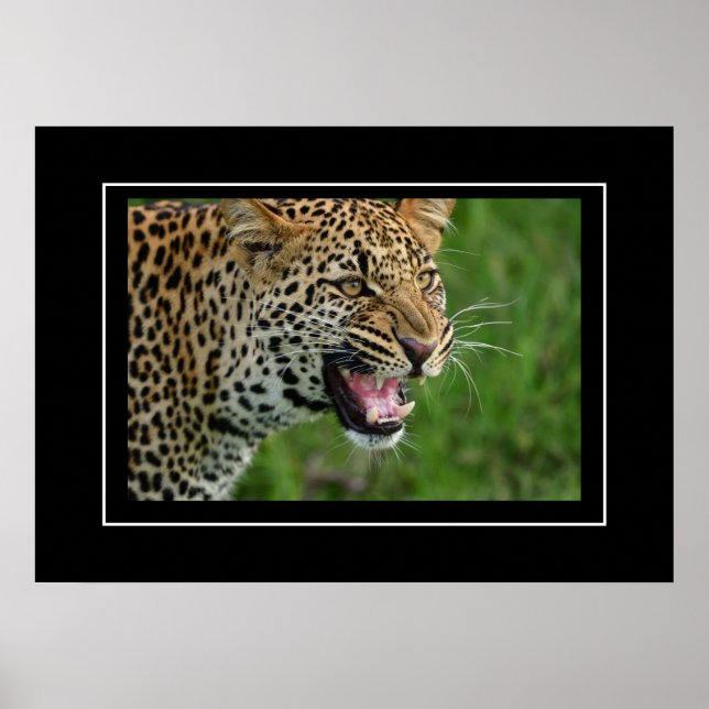 Poster Leopard (Devant)