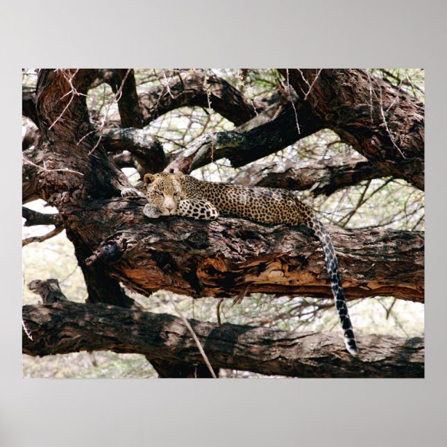 Poster Leopard (Devant)