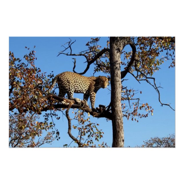 Poster Leopard dans un arbre en Afrique (Devant)