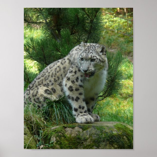 Poster Léopard des neiges (Devant)