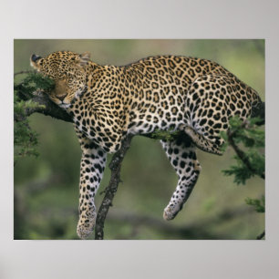 Poster Leopard (Panthera pardus), Kenya, Masai Mara