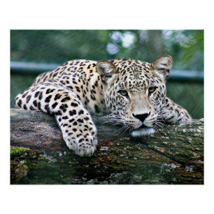 Poster Leopard sur un carnet