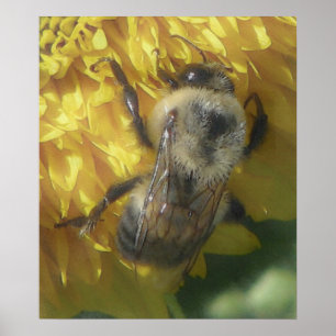 Poster les abeilles adorent le jaune...[aquarelle]