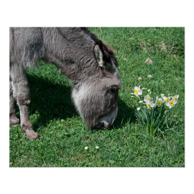 Poster Les ânes ne mangent pas de jonquilles sauvages (Devant)