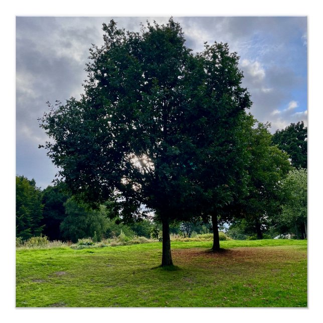 Poster Les arbres d'automne (Devant)
