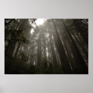 Poster Les arbres du mystère