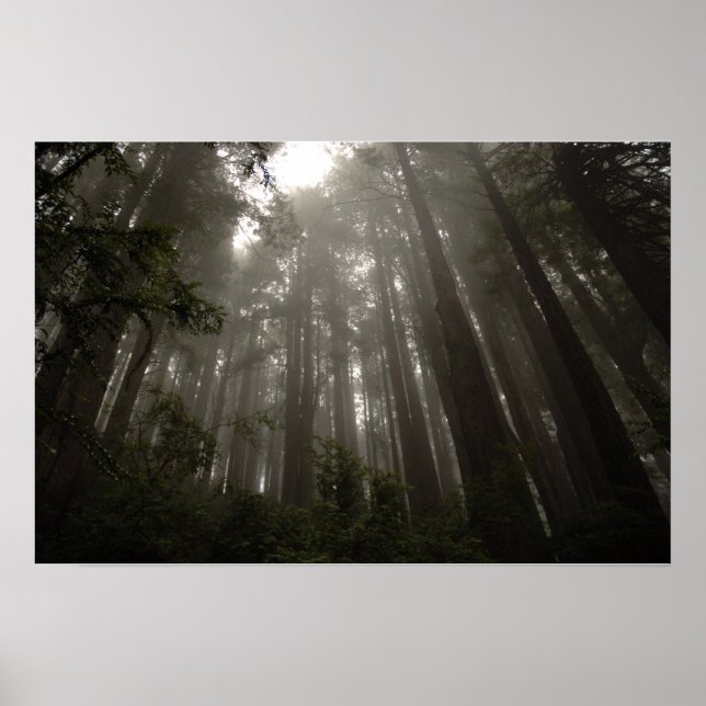 Poster Les arbres du mystère (Devant)
