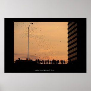 Poster Les battes d'Austin