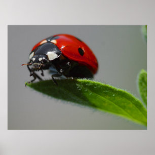 Poster Les cadeaux aux amateurs de Ladybug