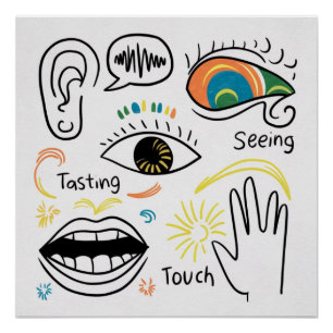 Poster Les cinq sens