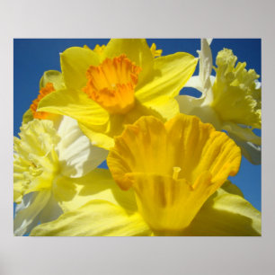 Poster Les copies botaniques vue les jonquilles jaunes de