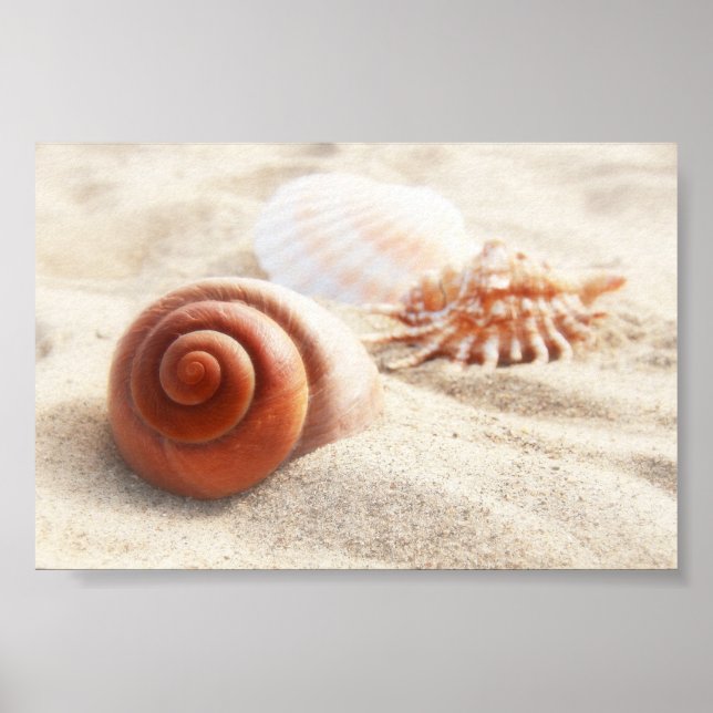 Poster Les coquillages sur le sable en gros plan (Devant)