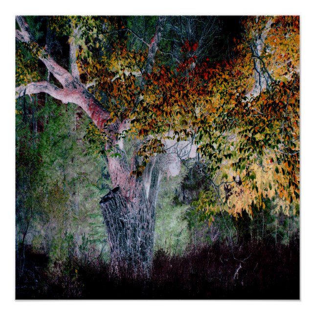 Poster Les couleurs de l'automne.... (Devant)