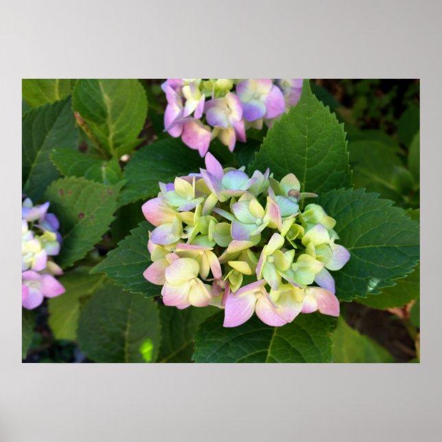 Poster les couleurs de l'été (Devant)