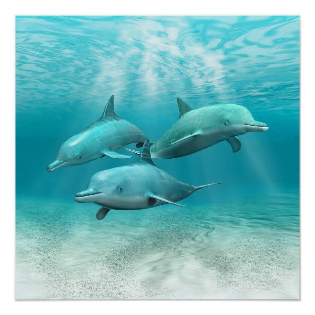 Poster Les dauphins de natation (Devant)